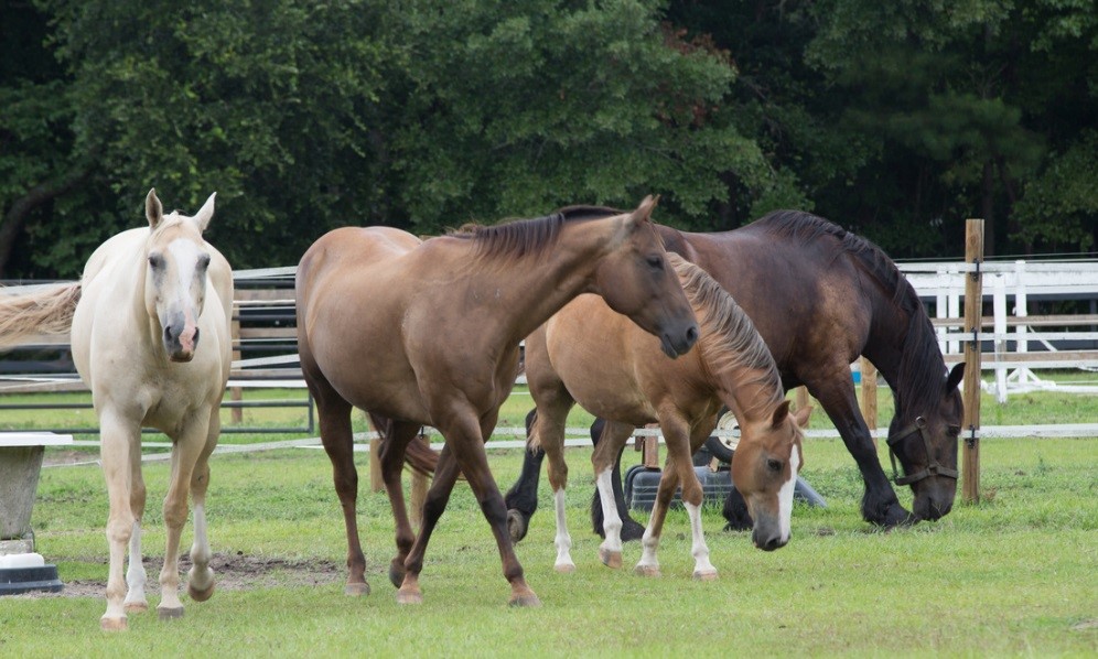 Barnabas Horse Foundation